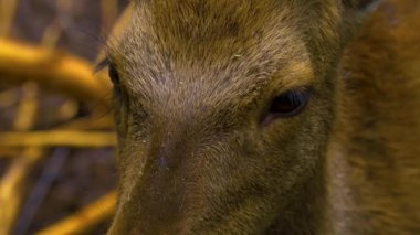 Yazın güneşli bir günde, ormanda Axis Geyiği 'nin yakınında.