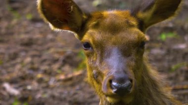 Yazın güneşli bir günde, ormanda Axis Geyiği 'nin yakınında.