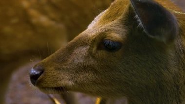 Yazın güneşli bir günde, ormanda Axis Geyiği 'nin yakınında.