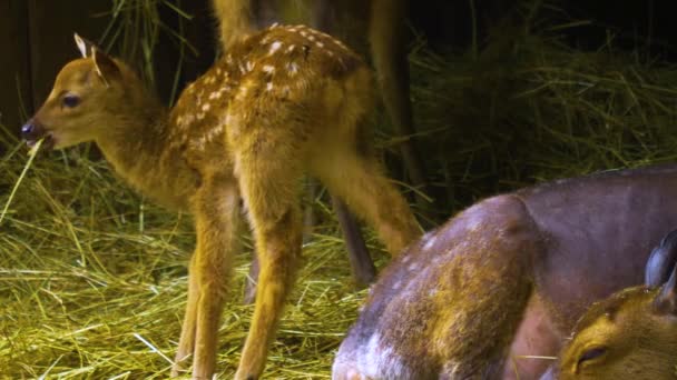 Primo Piano Cervi Asse Una Giornata Sole Estate Nel Bosco — Video Stock