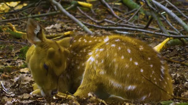 Sluiten Van Herten Een Zonnige Dag Zomer Het Bos — Stockvideo