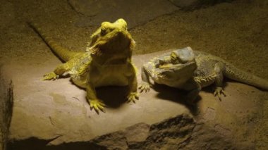 Bir kayanın üzerinde dinlenen iki kertenkeleye yakın 