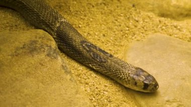 Kumda sürünen kobraya yaklaş.