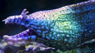 Yılanbalığı kafasının ön profil çekimi kapanıyor ve ağzını açıyor