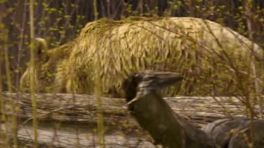 Avrupa kahverengi ayısı sonbaharda çalıların arkasında yürüyor.
