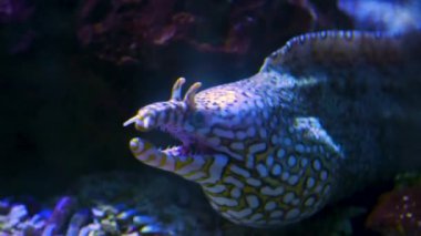 Yılanbalığı kafasının ön profil çekimi kapanıyor ve ağzını açıyor