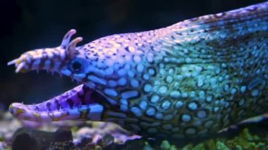 Yılanbalığı kafasının ön profil çekimi kapanıyor ve ağzını açıyor