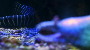 Yılanbalığı kafasının ön profil çekimi kapanıyor ve ağzını açıyor