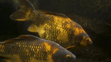 Suyun altında yüzen ve nefes alan bir sazan balığı..