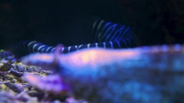 Odaklan, yılan balığı başı ve çizgili yılan balığı gövdesi. Yılan balığının başı sola dönük, sonra arka plandaki çizgili yılan balığına odaklan ve ön plandaki yılan balığının başına geri dön..