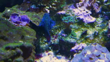 Mandalina balığı yerde yüzüyor.. 