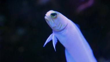 Küçük sarı başlı çene balığını dikey olarak yüzdürün