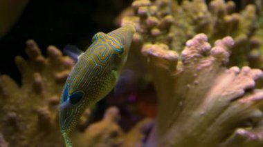 Bir boxfish mercanın etrafında yüzer. Bir daire şeklinde sola dönüyor, sonra zikzak çiziyor. Kamera parçaları.