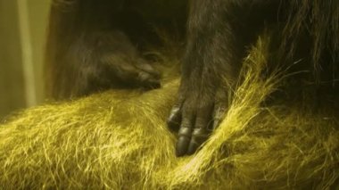 Maymun ellerini kapat, yüzüne doğru eğil.