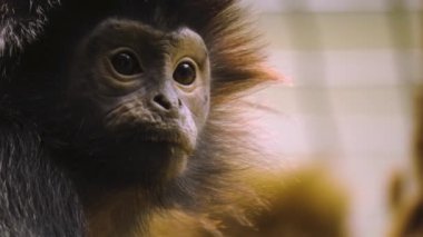 Javan Lutung maymun kafasının etrafını kolaçan ediyor.