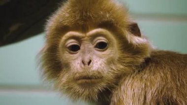 Javan Lutung maymun kafasının etrafını kolaçan ediyor.