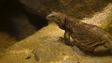 İki Kertenkele 'ye yakın, bir kayanın üzerinde dinleniyor..