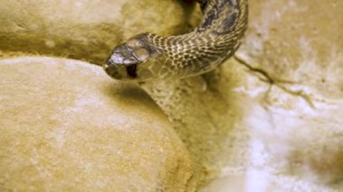 Kumda sürünen kobraya yaklaş.