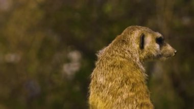 Meerkat 'a yaklaş ayağa kalk ve etrafa bak.