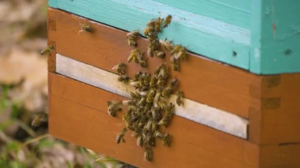 Μέλισσες Σέρνονται Μέσα Και Έξω Από Μια Ξύλινη Κυψέλη Μελισσών — Αρχείο Βίντεο