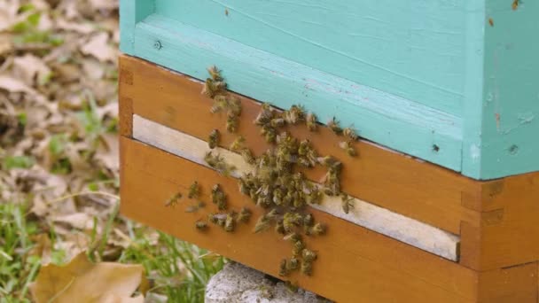 Пчелы Заползают Вылезают Деревянного Пчелиного Улья — стоковое видео