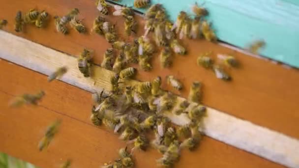 Bijen Kruipen Uit Een Houten Bijenkorf — Stockvideo