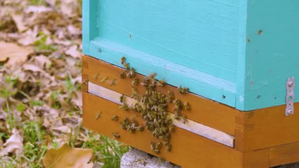 Méhek Mászkálnak Egy Fából Készült Méhkasból — Stock videók
