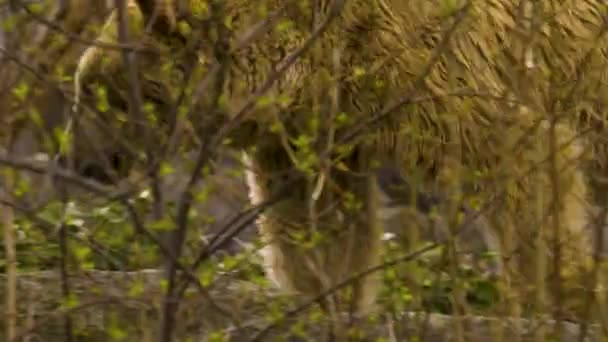 Braunbär Wandert Herbst Hinter Büschen — Stockvideo