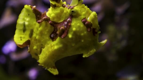 Een Gele Kikkervis Hengelvis Drijft Onder Water — Stockvideo