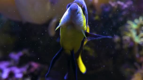Blu Giallo Pesce Tropicale Vista Frontale Del Pesce Lentamente Girando — Video Stock