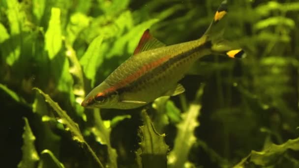 Vissen Zwemmen Met Waterplanten Achtergrond Een Vis Zwemt Naar Links — Stockvideo