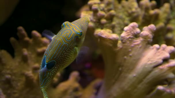 Boxfish Swims Coral Turns Left Circle Zig Zags Camera Tracks — Stock Video