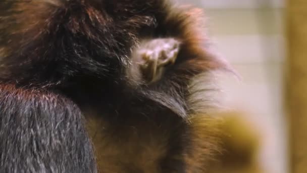 Großaufnahme Des Javanischen Lutung Affenkopfes Der Sich Umschaut — Stockvideo