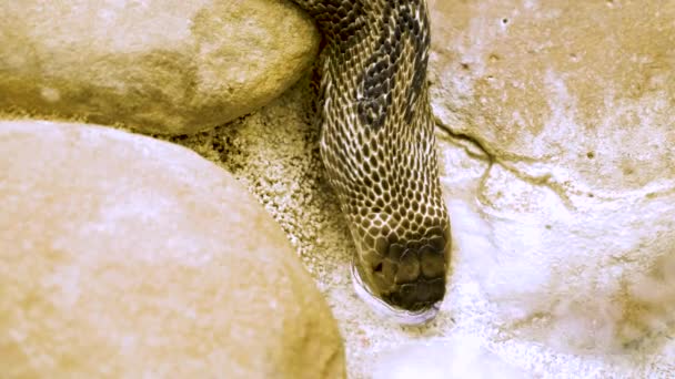 眼镜蛇在沙滩上爬行的特写镜头 — 图库视频影像