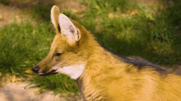 Mähnenwolf Von Hinten Gras Sitzend Und Fressend — Stockvideo