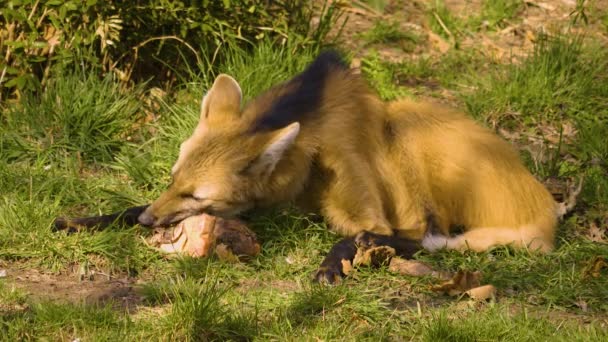 毛茸茸的狼 坐在草地上吃着 — 图库视频影像