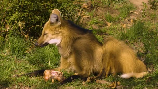 Mähnenwolf Von Hinten Gras Sitzend Und Fressend — Stockvideo