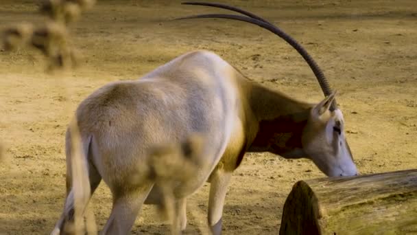 Oryx Antílope Lado Toco Árvore Comer Casca — Vídeo de Stock