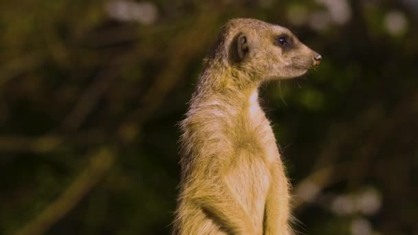 Meerkatの近くに立ち 周りを見回す — ストック動画
