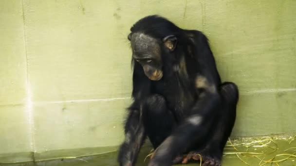 Primo Piano Bonobo Giocare Con Suo Piede — Video Stock