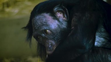 Bonobo yüzünü kapatın, gözleri sağa sola hareket etsin.