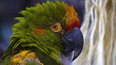 Pürüzlü tüylü papağan kafasının yakınına.