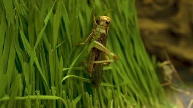 Çimenlerde sürünen ve yemek üzere olan çekirge makrosu..