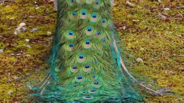 Tavus kuşunu kapat, tüyleri yukarı eğ.