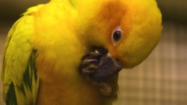 Ayağından gagasıyla tohum alan papağana yaklaş..