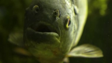 Piranalar kameraya dönük olarak yaklaşır, ağzı birkaç kez açılır ve kapanır, ve sonra hızla sola doğru yüzer..