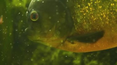 Piranalar su altında yüzen profili kapatın