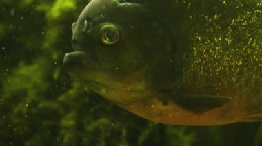 Piranalar su altında yüzen profili kapatın