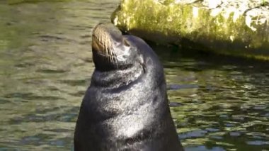 Su kenarındaki bir kayanın üzerindeki deniz aslanına yaklaş..