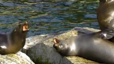 Su kenarındaki bir kayanın üzerindeki deniz aslanına yaklaş..